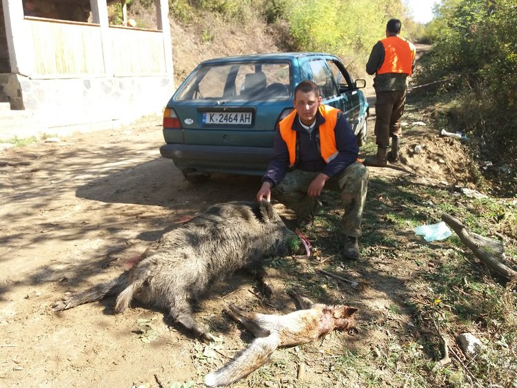 Ловец отстреля 100-килограмова дива свиня и лисица край Бял извор