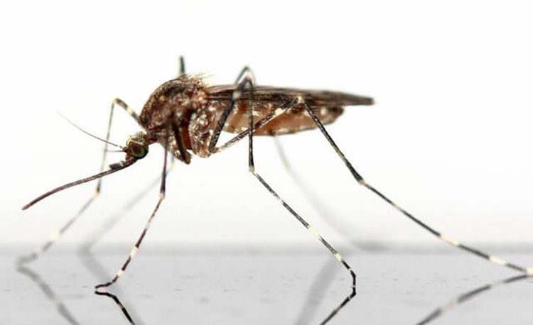 За какво са полезни комарите?