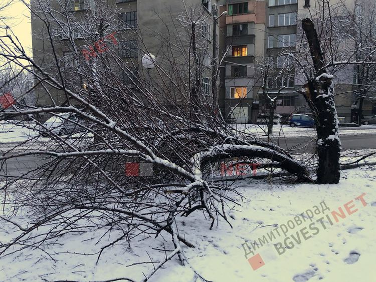Снегът повали дърво върху тротоар в Димитровград