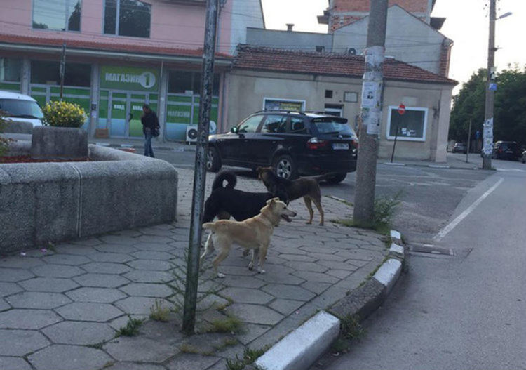 В Първомай заработи спасителен център за кучета