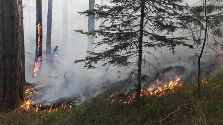 Пламна 50 декара иглолистна гора в района на Широка поляна, гасенето е трудно