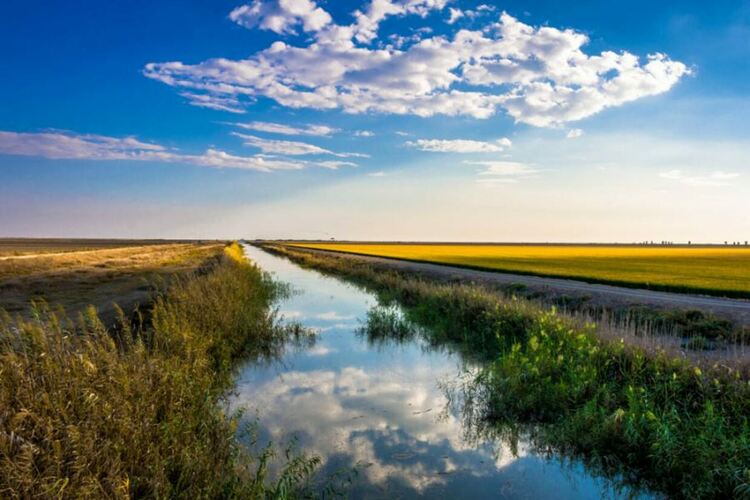  Пролетните цветя разцъфват седмици по-рано, отколкото преди десетилетия