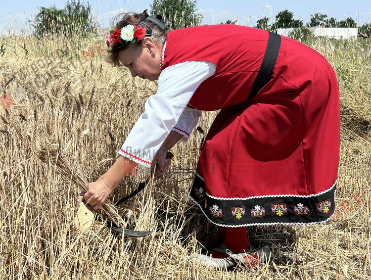 Ритуално зажънване даде старт на жътвата в димитровградско