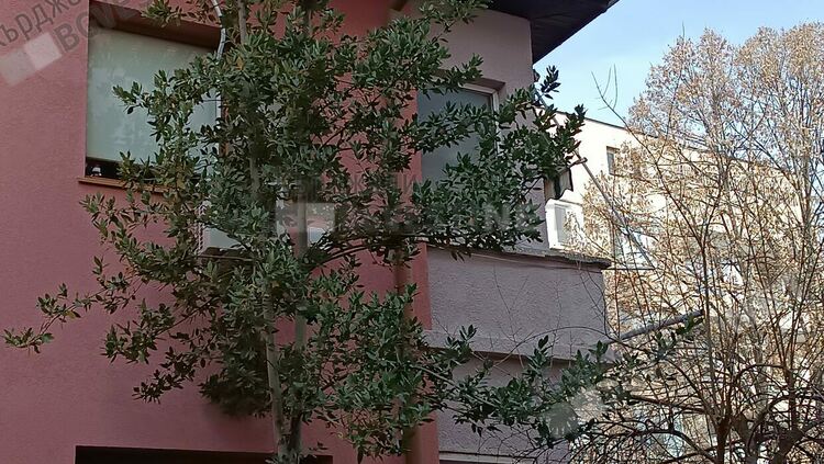 Дафиново дърво, символ на победата, расте в центъра на Кърджали