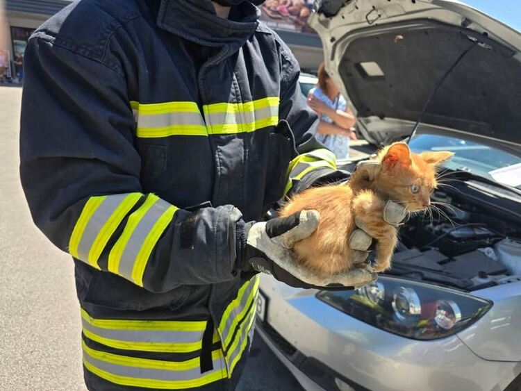 Пожарникари спасиха котенце, влязло в двигател на кола