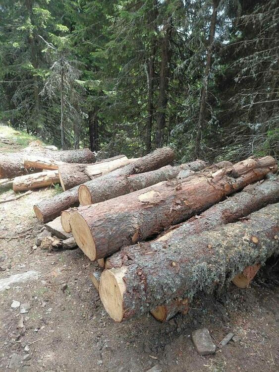 Разкриха незаконна сеч край Стърница, уведомени са полицията и прокуратурата
