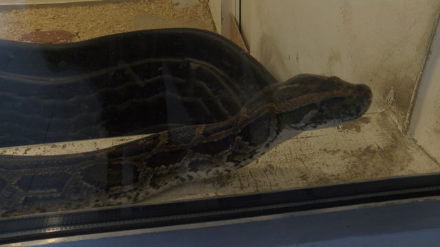 Над 30 яйца снесе питонът от Минерални бани